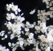 d farinae house dust mites citeq biologics