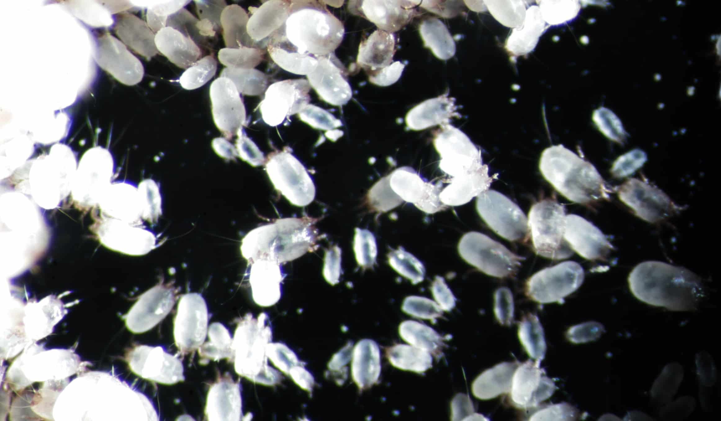 Dermatophagoides pteronyssinus (HDM) mite culture