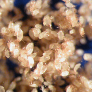 d farinae mites bodies freeze dried