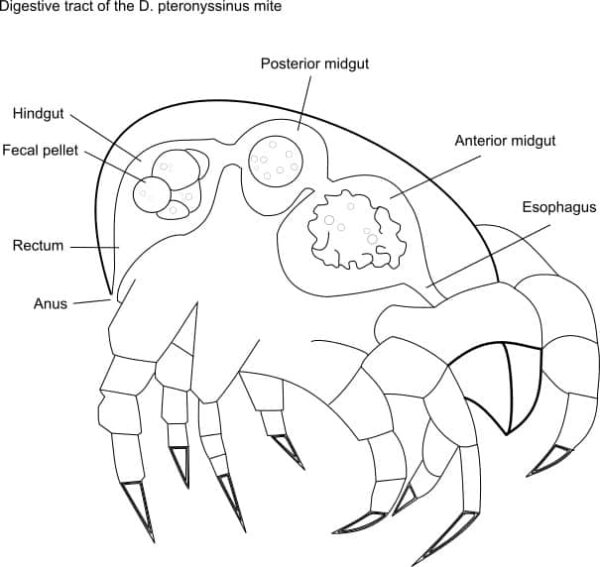Der p 23 digestive tract of d pteronyssinus HDM Citeq Biologics